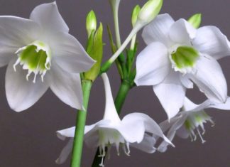 Royal Bluebell Flowers: Uncover the Secrets of Their Majesty, Cultivation, and Care