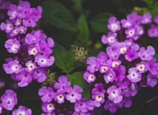 What Do Purple Pentas Mean? A Guide to Growing Them at Home.
