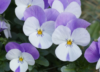 The Majesty of the Pang Xe Tree: Unveiling its Significance, Beauty, and Care for Home Gardening Enthusiasts.