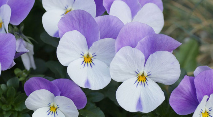 The Majesty of the Pang Xe Tree: Unveiling its Significance, Beauty, and Care for Home Gardening Enthusiasts.