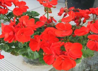 What is the Meaning and Purpose of Calendula? Tips for Blooming Success