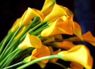 What is Arum Lily? Understanding the Significance of Arum Lilies and How to Care for Them.