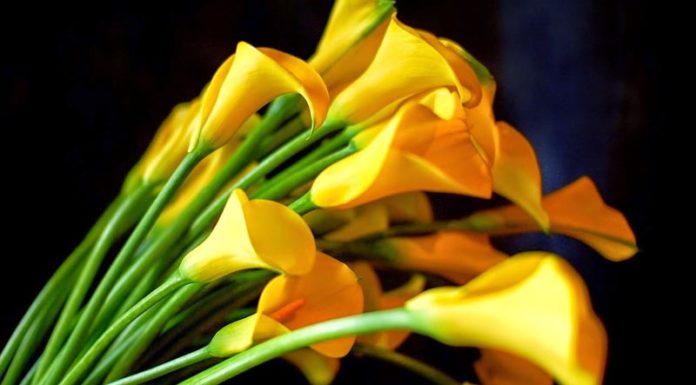 What is Arum Lily? Understanding the Significance of Arum Lilies and How to Care for Them.