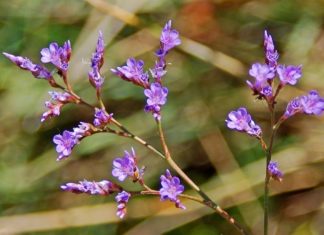 The Mystical Purple Star: Unraveling the Secrets and Charm of this Celestial Botanical Wonder
