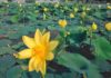 The Golden Lotus: Unveiling the Significance and the Art of Displaying this Majestic Bloom