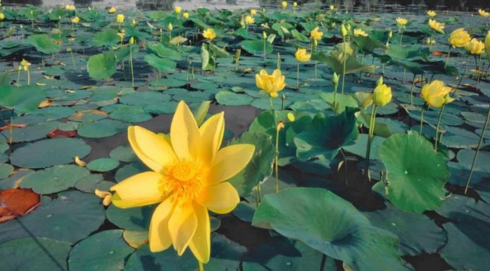 The Golden Lotus: Unveiling the Significance and the Art of Displaying this Majestic Bloom