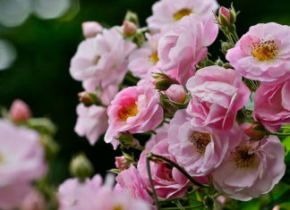 The Magic of Primrose: Unveiling the Secrets of this Enchanting Flower.