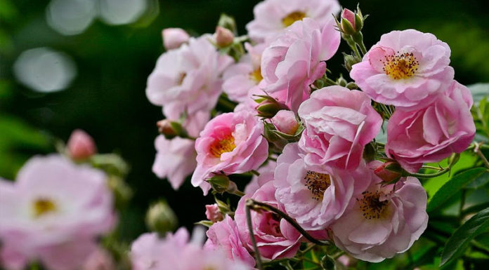 The Magic of Primrose: Unveiling the Secrets of this Enchanting Flower.