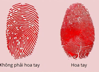 What are Palmaris Longus and Brevis? What Do Your Palmar Lines Say About You?