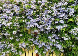 The Green Pit Viper: Unveiling the Secrets of its Significance and Care