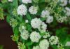 Hydrangeas: Their Origins, Distinctive Features, and Tips for Creating Stunning, Elegant Floral Arrangements