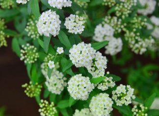 Hydrangeas: Their Origins, Distinctive Features, and Tips for Creating Stunning, Elegant Floral Arrangements