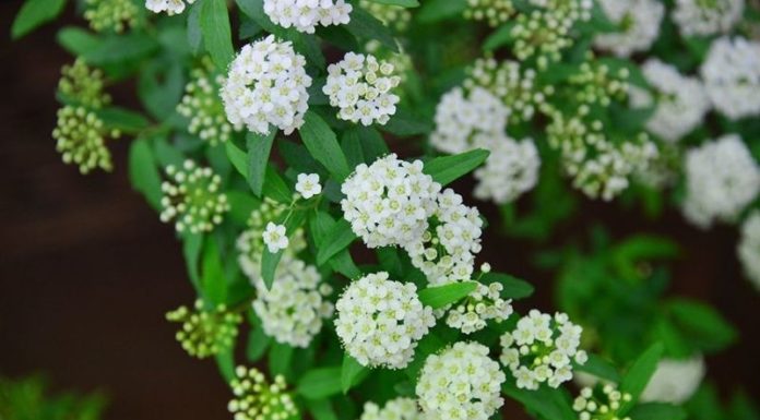 Hydrangeas: Their Origins, Distinctive Features, and Tips for Creating Stunning, Elegant Floral Arrangements