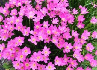 The Magic of Waxflowers: Unveiling Their Unique Charm, Symbolism and Cultivation Secrets