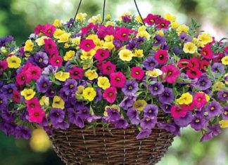 What is the Million Bell Flower? The Feng Shui Significance of Million Bell Flowers.