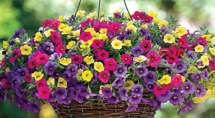 What is the Million Bell Flower? The Feng Shui Significance of Million Bell Flowers.