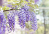 Wisteria: Unveiling the Secrets of its Beauty, Benefits, and Cultivation