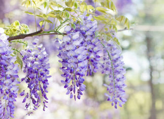 Wisteria: Unveiling the Secrets of its Beauty, Benefits, and Cultivation