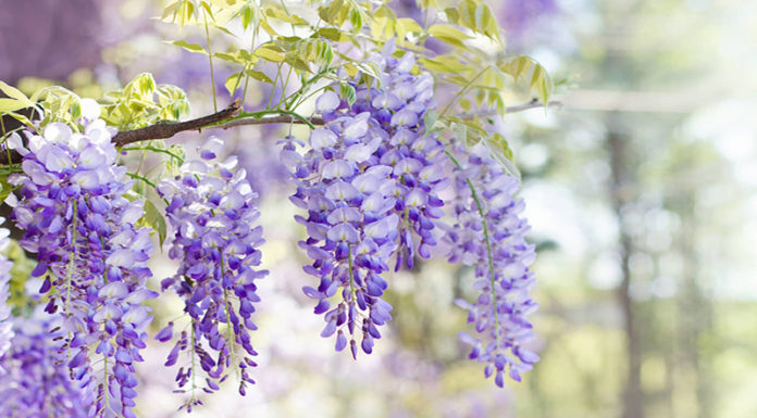 Wisteria: Unveiling the Secrets of its Beauty, Benefits, and Cultivation