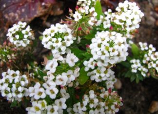 What Are Hydrangeas? Their Meanings and How to Grow Them at Home.