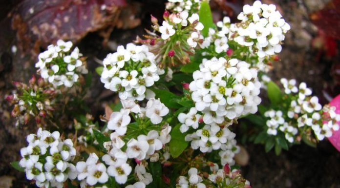 What Are Hydrangeas? Their Meanings and How to Grow Them at Home.