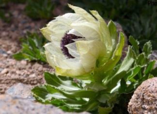 Snowflake Vine: A Comprehensive Guide to Its Origins, Symbolism, and Cultivation