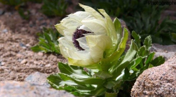 Snowflake Vine: A Comprehensive Guide to Its Origins, Symbolism, and Cultivation