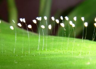 Title: The Mystique of the Udumbara Flower: Unveiling the Truth Behind its Rare Bloom