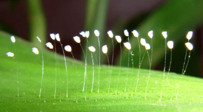 Title: The Mystique of the Udumbara Flower: Unveiling the Truth Behind its Rare Bloom