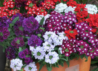 What are Baby’s Breath Flowers? Understanding the Significance of Baby’s Breath in Everyday Life