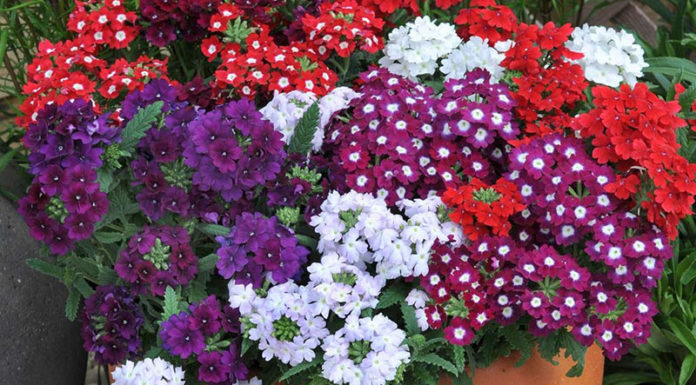 What are Baby’s Breath Flowers? Understanding the Significance of Baby’s Breath in Everyday Life