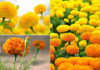 What Are Marigolds? Understanding the Significance of Marigolds During Tet
