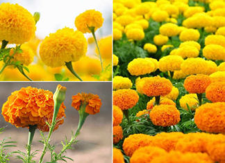 What Are Marigolds? Understanding the Significance of Marigolds During Tet