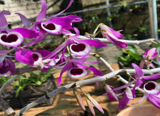 Trumpet Cymbidium Orchids: Unveiling the Secrets of their Beauty, Cultivation, and Care