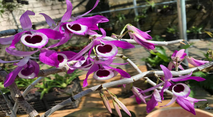 Trumpet Cymbidium Orchids: Unveiling the Secrets of their Beauty, Cultivation, and Care