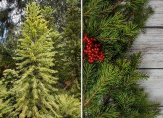 The Enchanting Art of Crafting a Mesmerizing Fresh Fir Branch Display for the Holidays