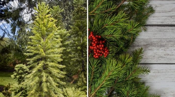 The Enchanting Art of Crafting a Mesmerizing Fresh Fir Branch Display for the Holidays