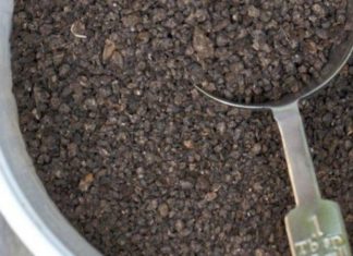 Master the Art of Growing Chrysanthemum Greens in Containers for a Quick Harvest