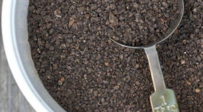 Master the Art of Growing Chrysanthemum Greens in Containers for a Quick Harvest