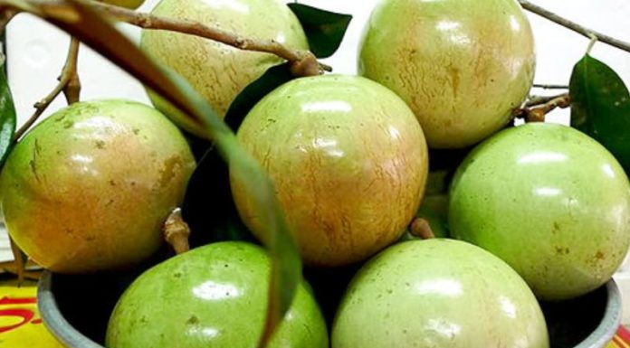 Master the Art of Ripening Custard Apples: A Guide from Fruit Vendors to Get Juicier, Ripened Fruits Faster