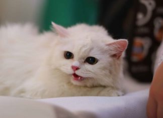 How Dangerous is Feline Immunodeficiency Virus (FIV)?