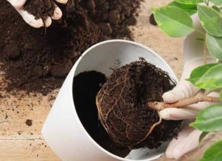 The Magic of Revival: 6 Tips to Save Your Dying Houseplants