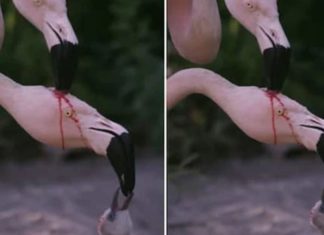 The Bloody Truth: Parenting the Vampire Finch Way