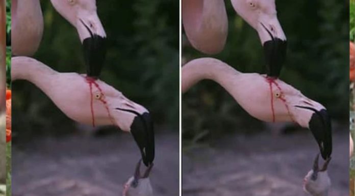 The Bloody Truth: Parenting the Vampire Finch Way