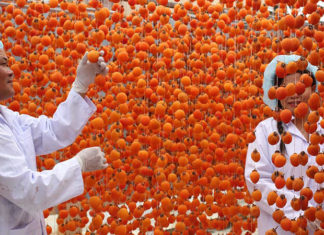 The Best Guide to Choosing the Perfect Wind-Dried Rose