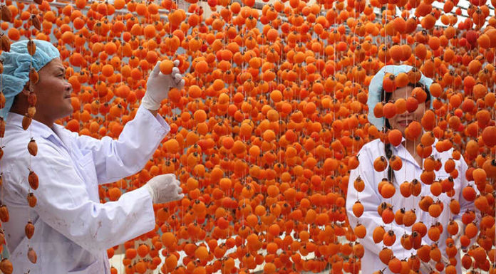 The Best Guide to Choosing the Perfect Wind-Dried Rose