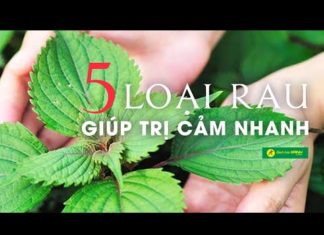 5 Herbs to Fight the Flu and Fever