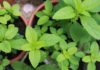 “The Mighty Basil: Unlocking the Benefits of This Super Herb and How It Stands Apart From Other Basils” 
Let me know if you would like me to continue with the article body or provide any additional revisions.
