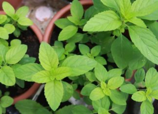 “The Mighty Basil: Unlocking the Benefits of This Super Herb and How It Stands Apart From Other Basils” 
Let me know if you would like me to continue with the article body or provide any additional revisions.