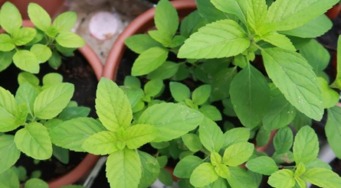 “The Mighty Basil: Unlocking the Benefits of This Super Herb and How It Stands Apart From Other Basils”
Let me know if you would like me to continue with the article body or provide any additional revisions.